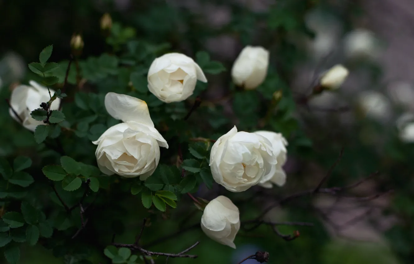 Photo wallpaper leaves, flowers, roses, petals, white, the bushes