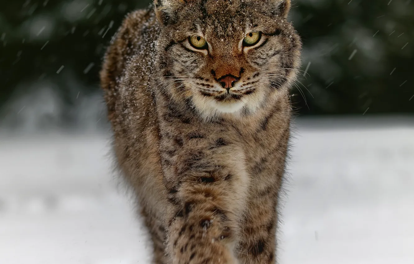 Photo wallpaper winter, look, snow, nature, walk, lynx, face, snowfall