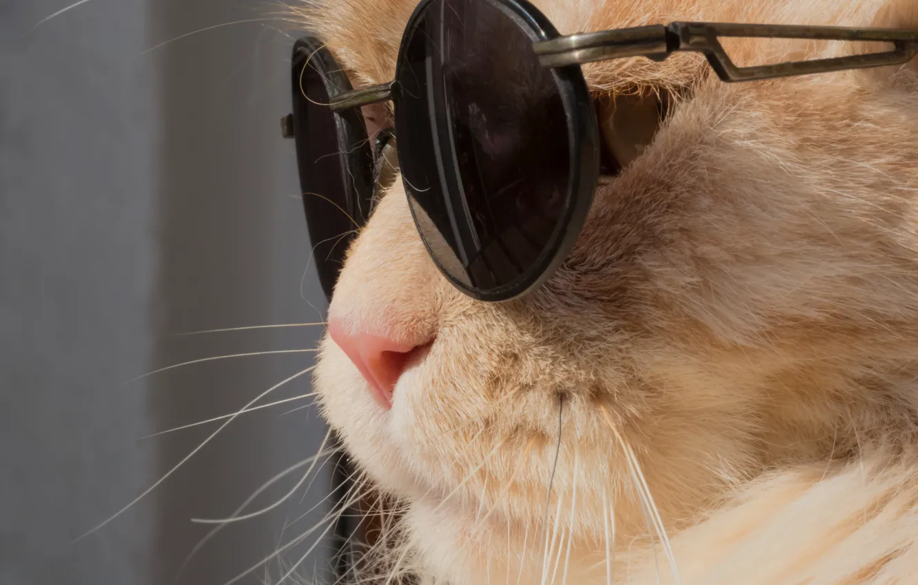 Photo wallpaper cat, cat, glasses, muzzle, red cat