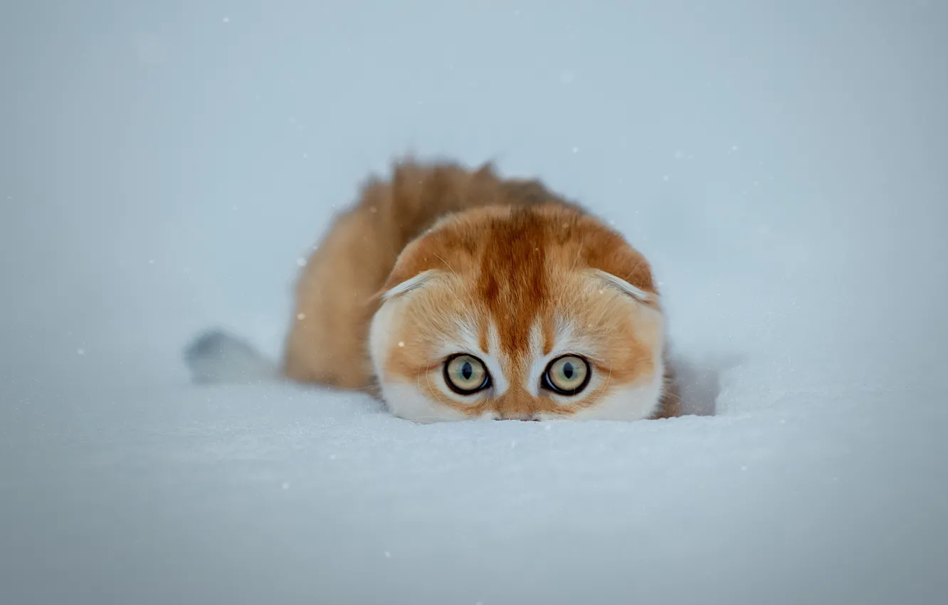 Photo wallpaper cat, snow, cat, snow, Svetlana Pisareva