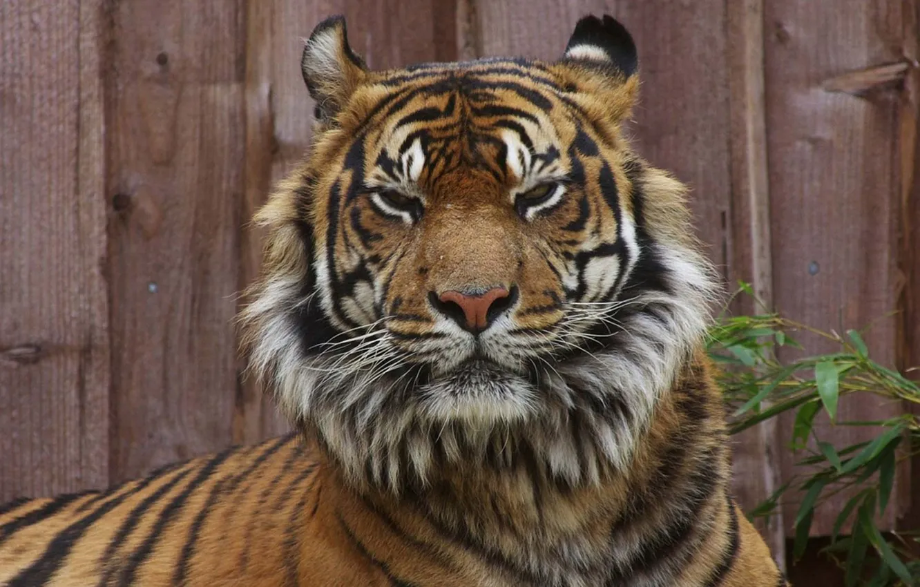 Photo wallpaper tiger, animal, wildlife, wild animal