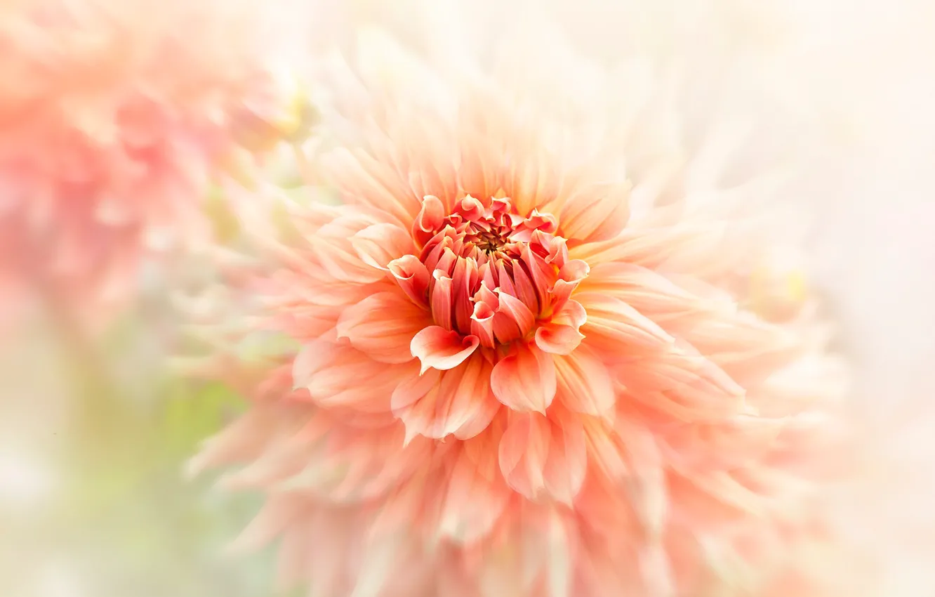 Photo wallpaper flower, macro, orange, blur, petals, light background, Dahlia