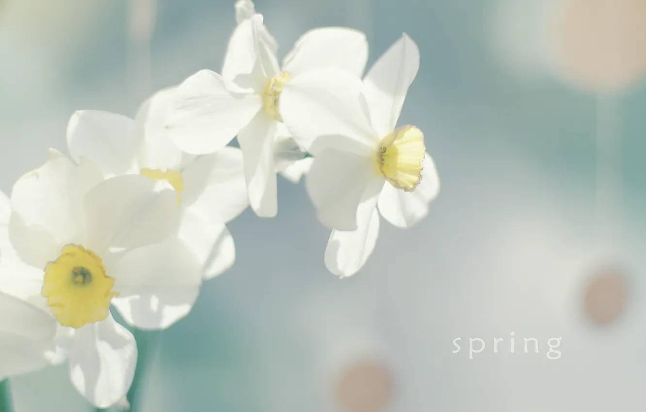 Photo wallpaper flowers, spring, the Narciso