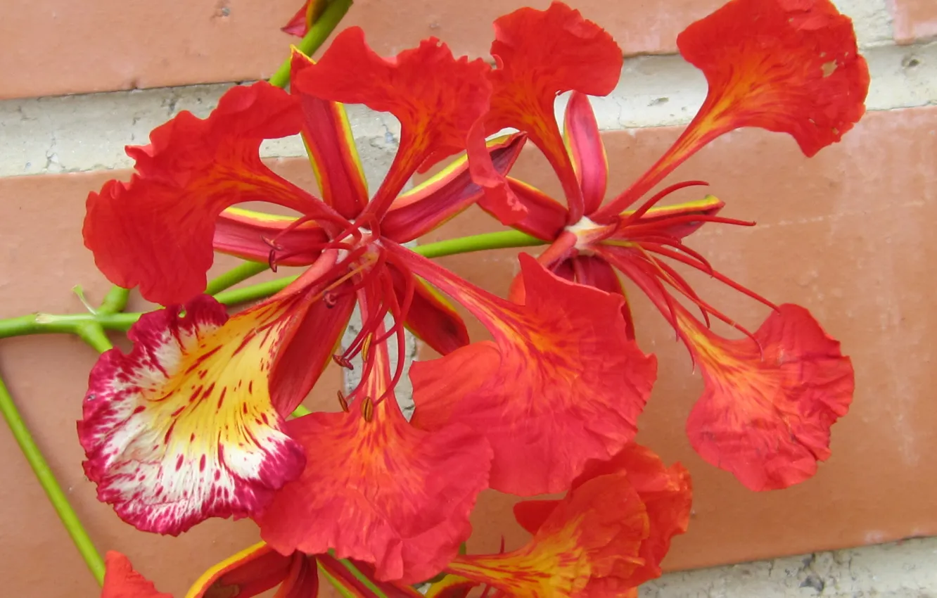 Photo wallpaper flower, orange, plant, petals, wild flowers