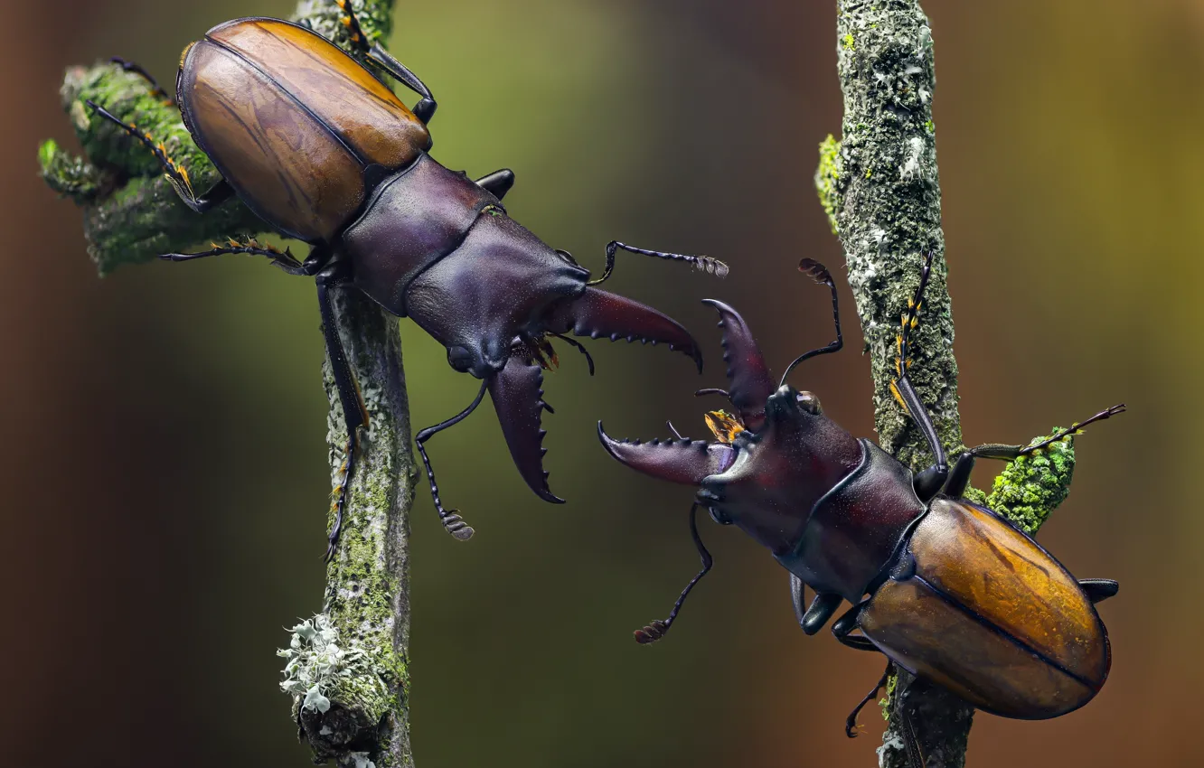 Photo wallpaper macro, branches, background, beetle, pair, horns, insect, brown