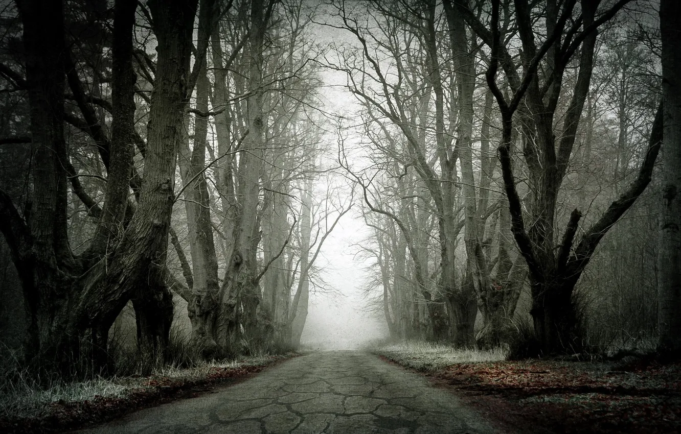 Photo wallpaper road, trees, landscape