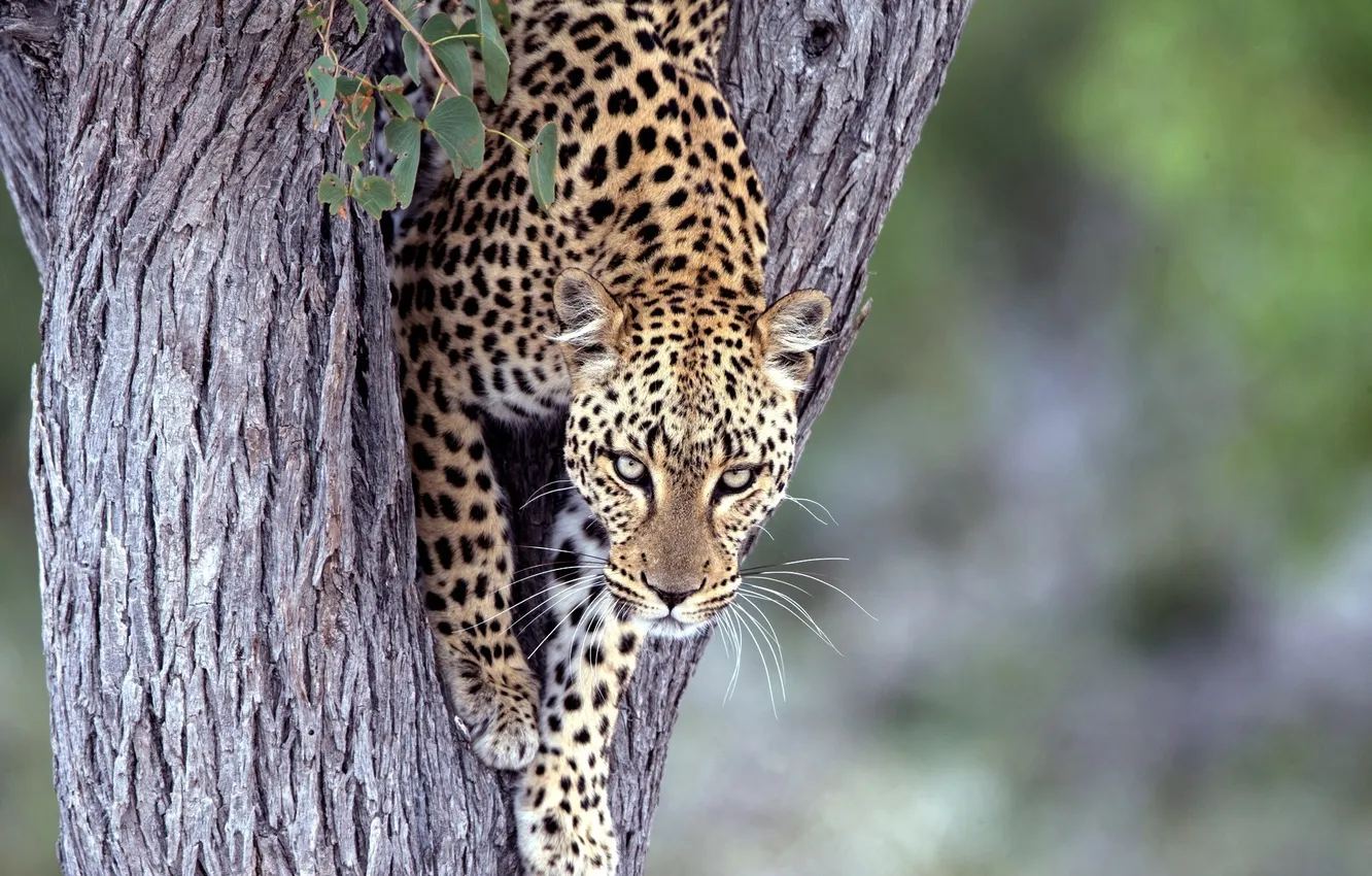 Photo wallpaper trees, predator, leopard