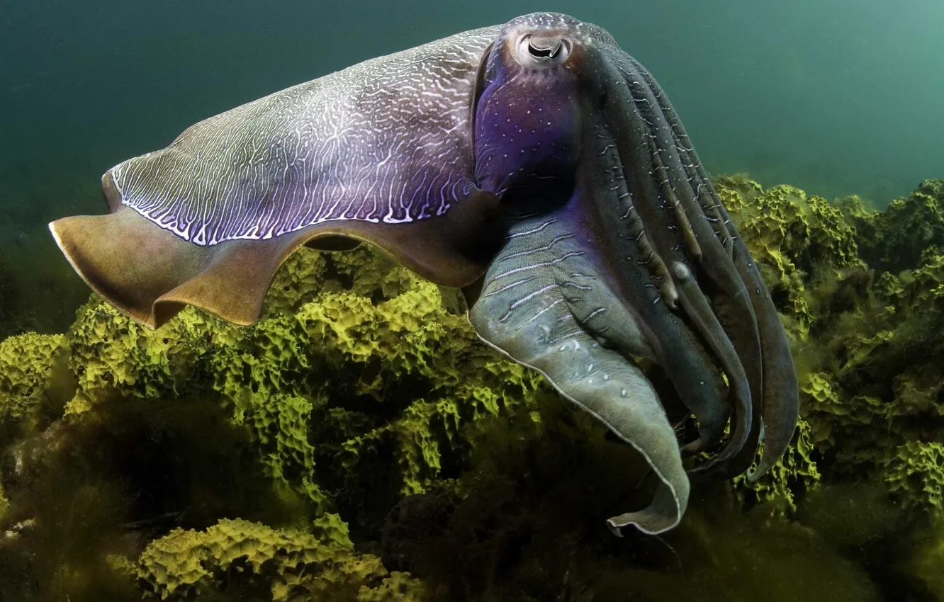 Photo wallpaper the world, underwater, underwater, squid