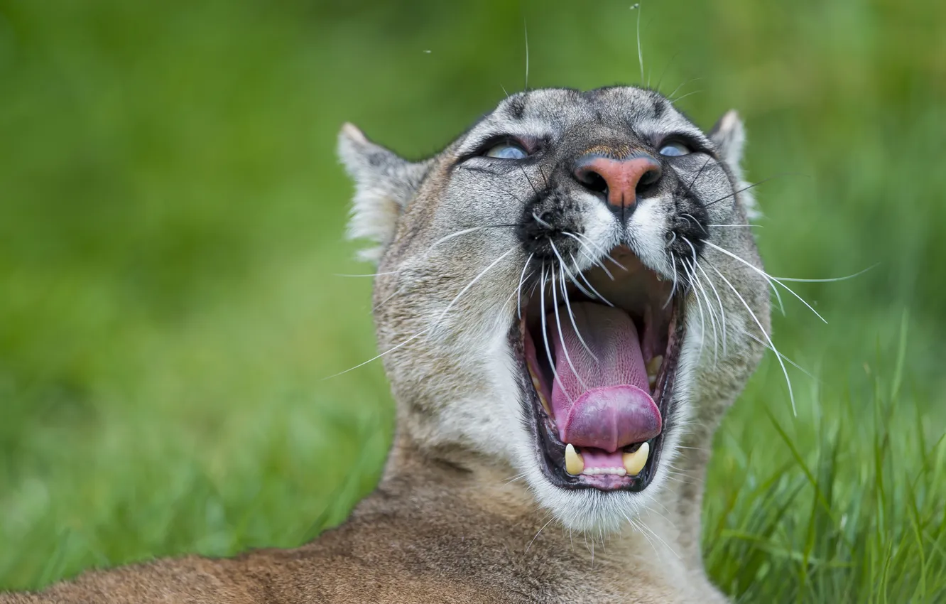 Photo wallpaper language, cat, Puma, yawns, mountain lion, Cougar, ©Tambako The Jaguar