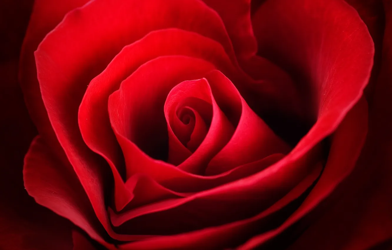 Photo wallpaper macro, flowers, red, roses, petals, buds