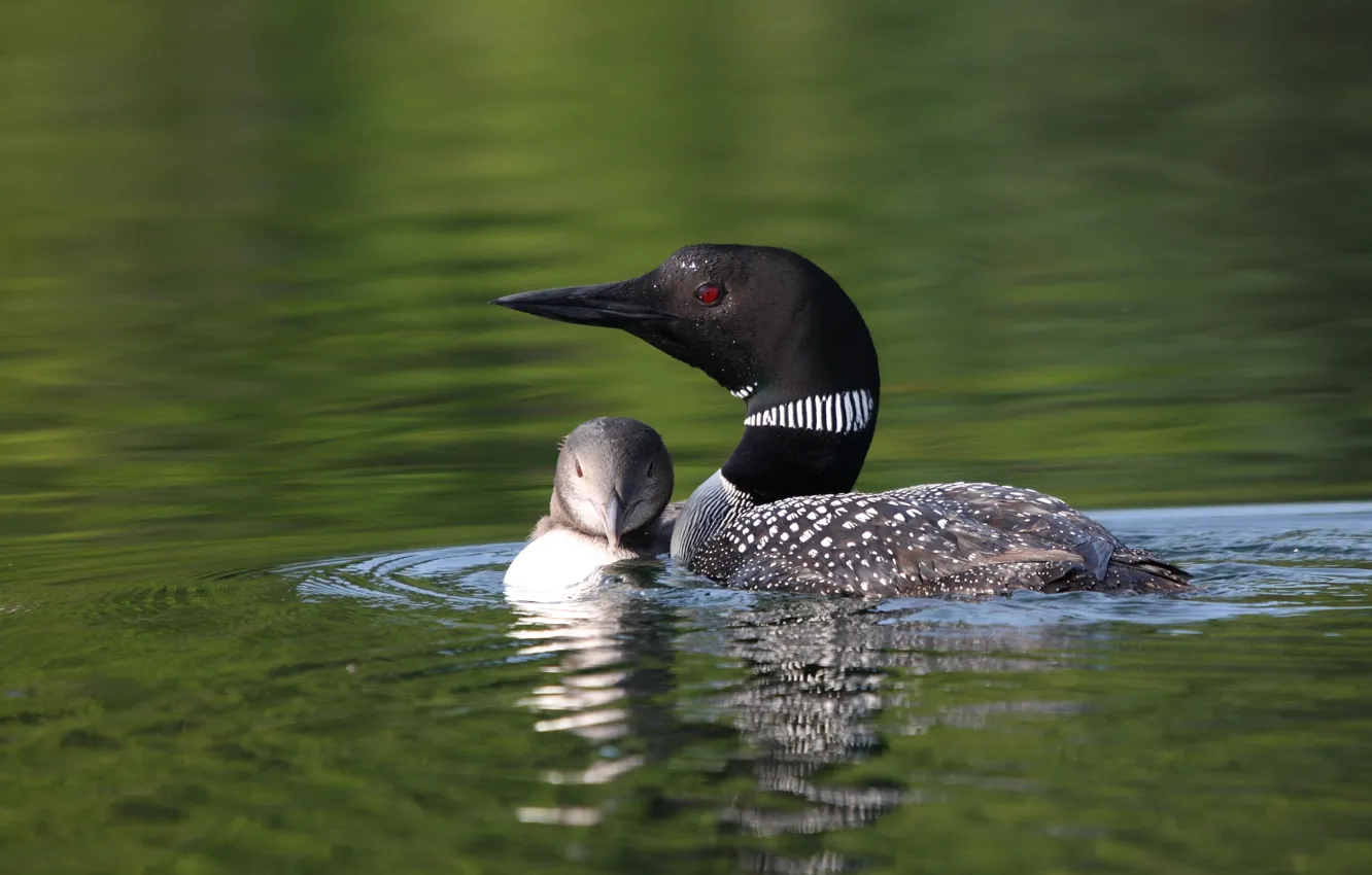 Photo wallpaper Canada, cub, mother, Richepaume), Great Northern Diver, Blue Sea Lake (Lac Blue Sea), Common Loon; …