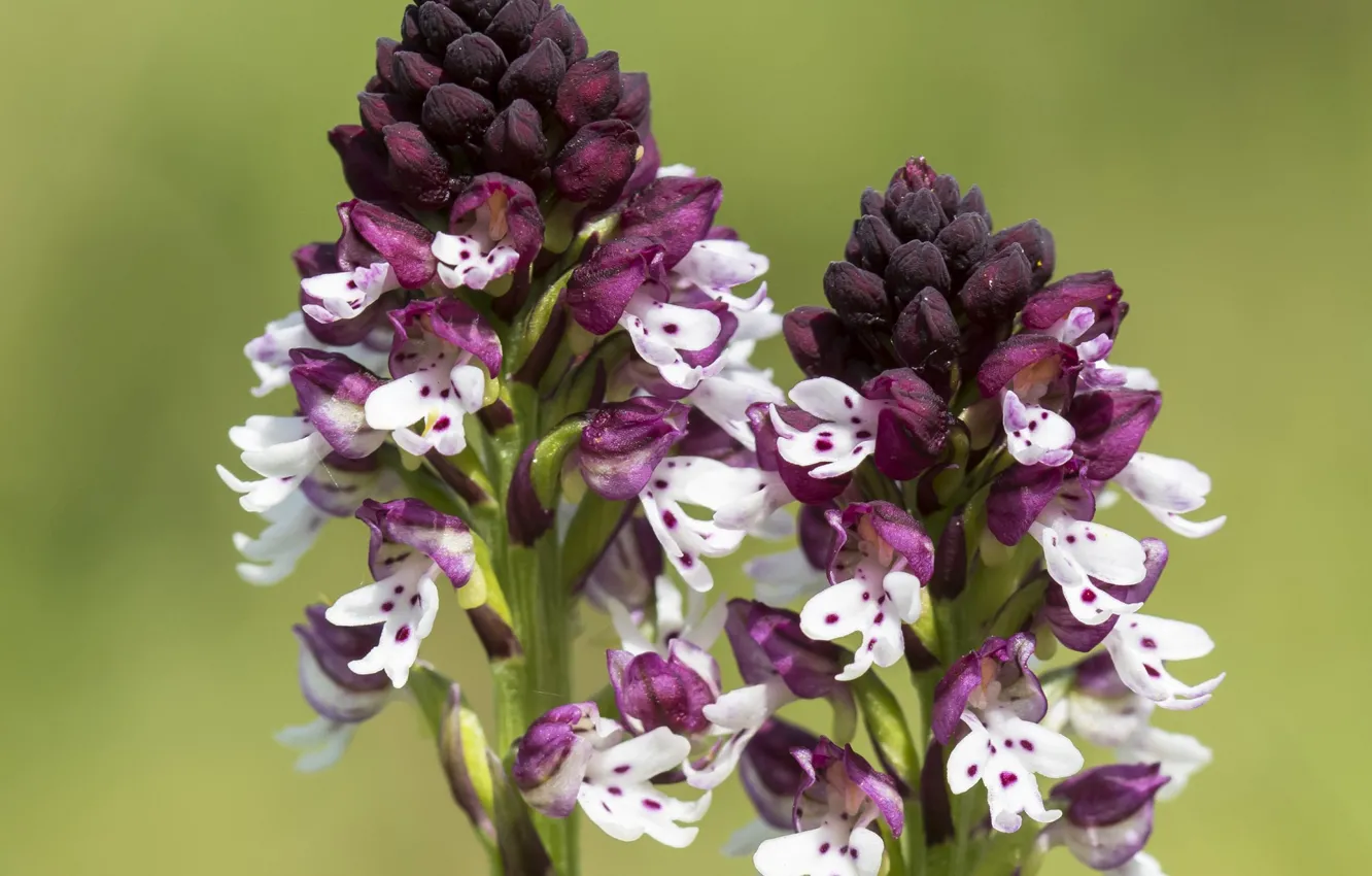 Photo wallpaper macro, flowers, background