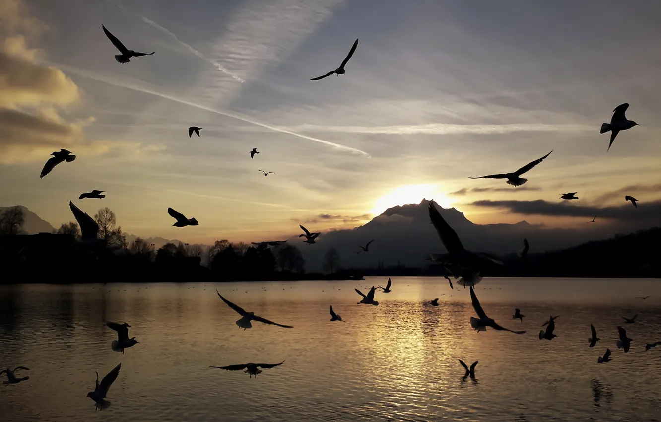 Photo wallpaper sunset, mountains, birds, lake, seagulls, silhouettes