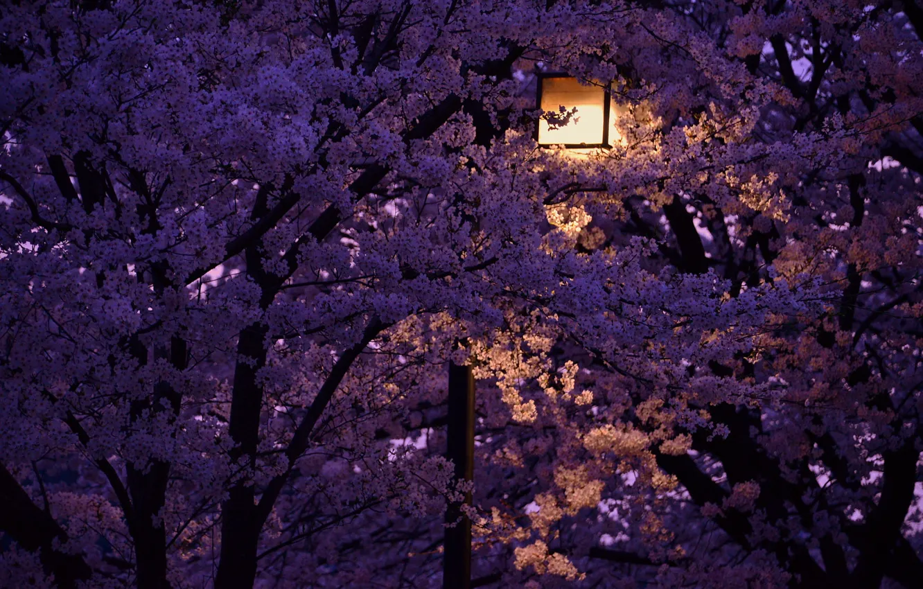 Photo wallpaper night, lantern, Japan, cherry blossoms