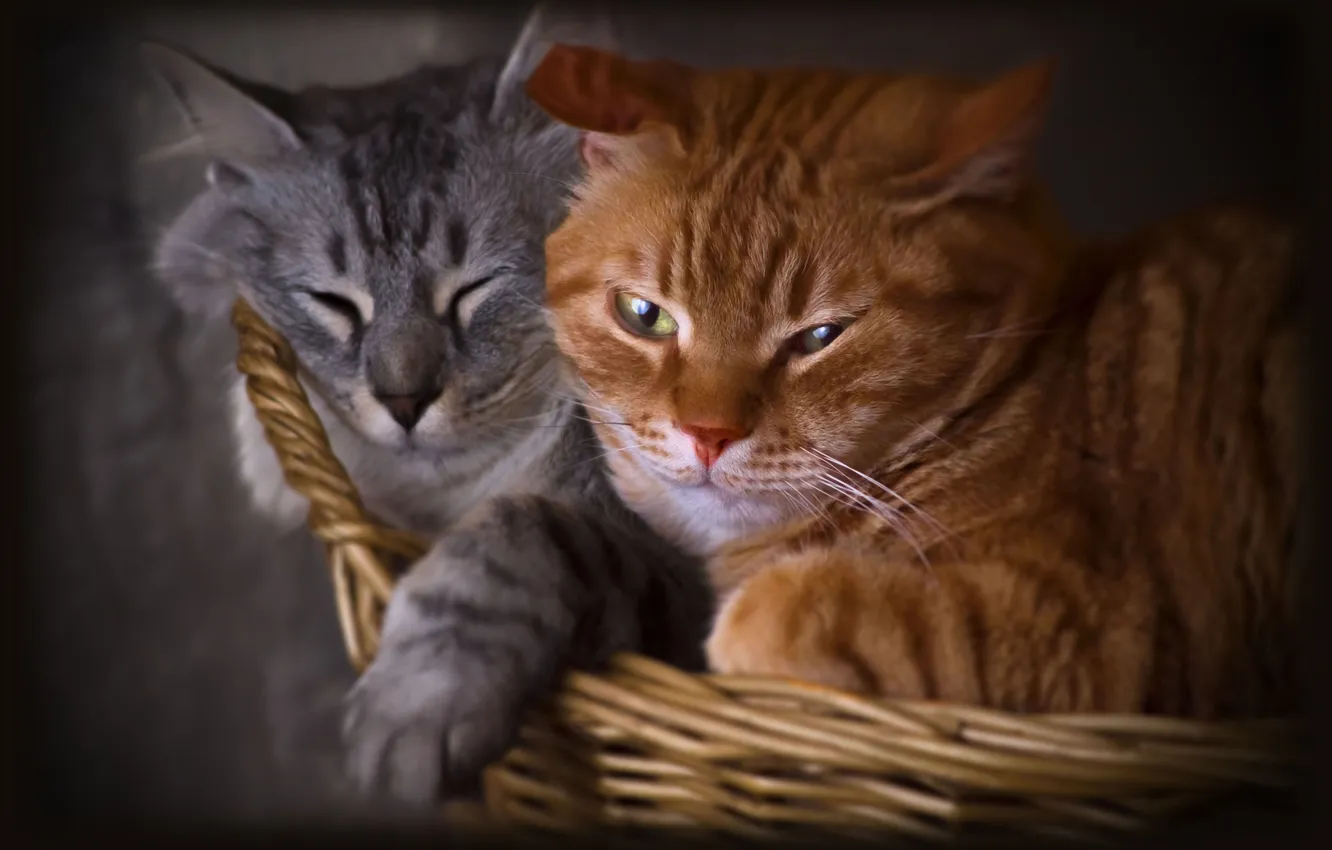 Photo wallpaper cat, cat, look, cats, pose, grey, together, cats