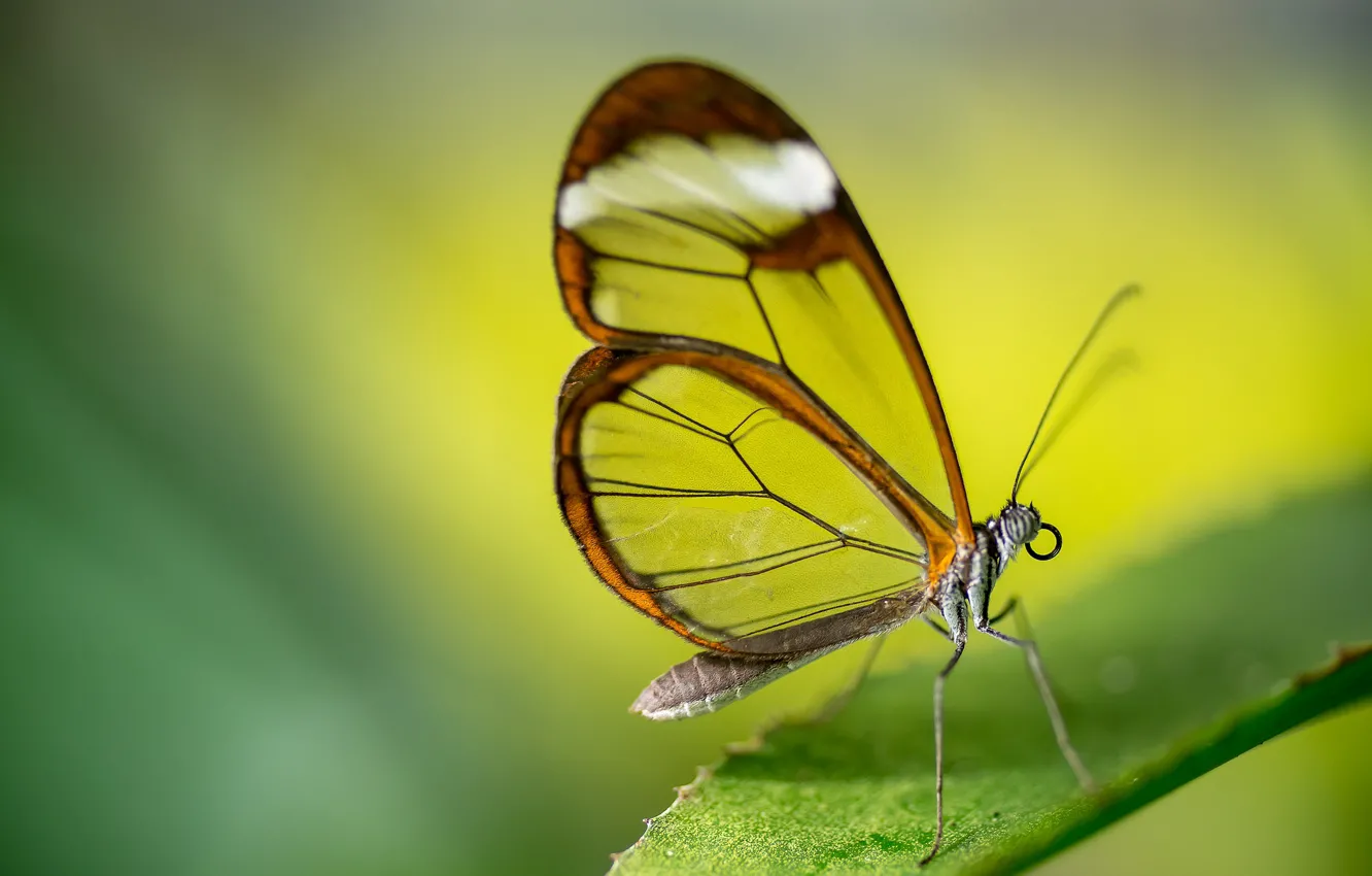 Photo wallpaper leaves, macro, butterfly