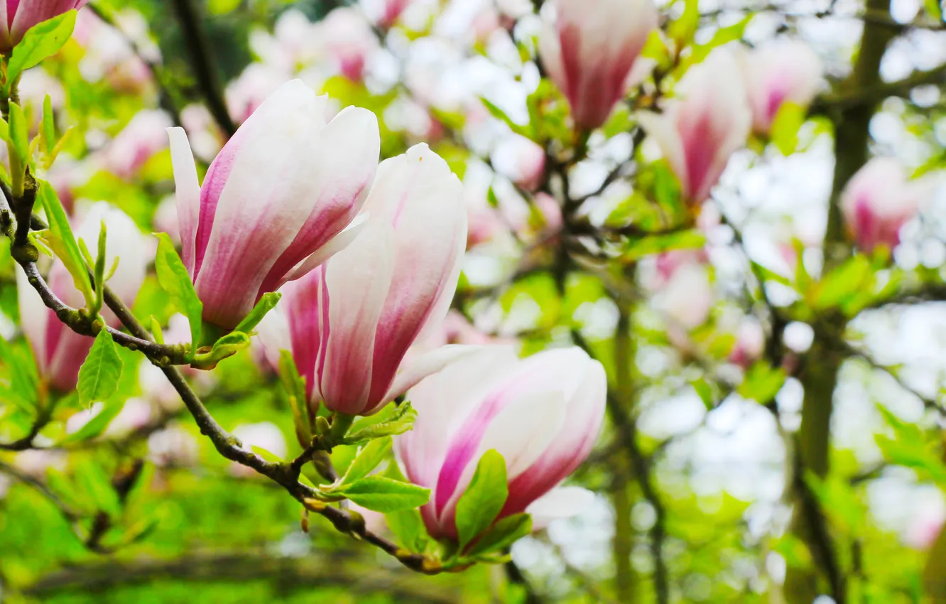 Photo wallpaper flower, spring, magnolia, twig