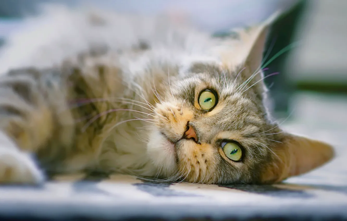 Photo wallpaper eyes, cat, look, muzzle, cat, Maine Coon