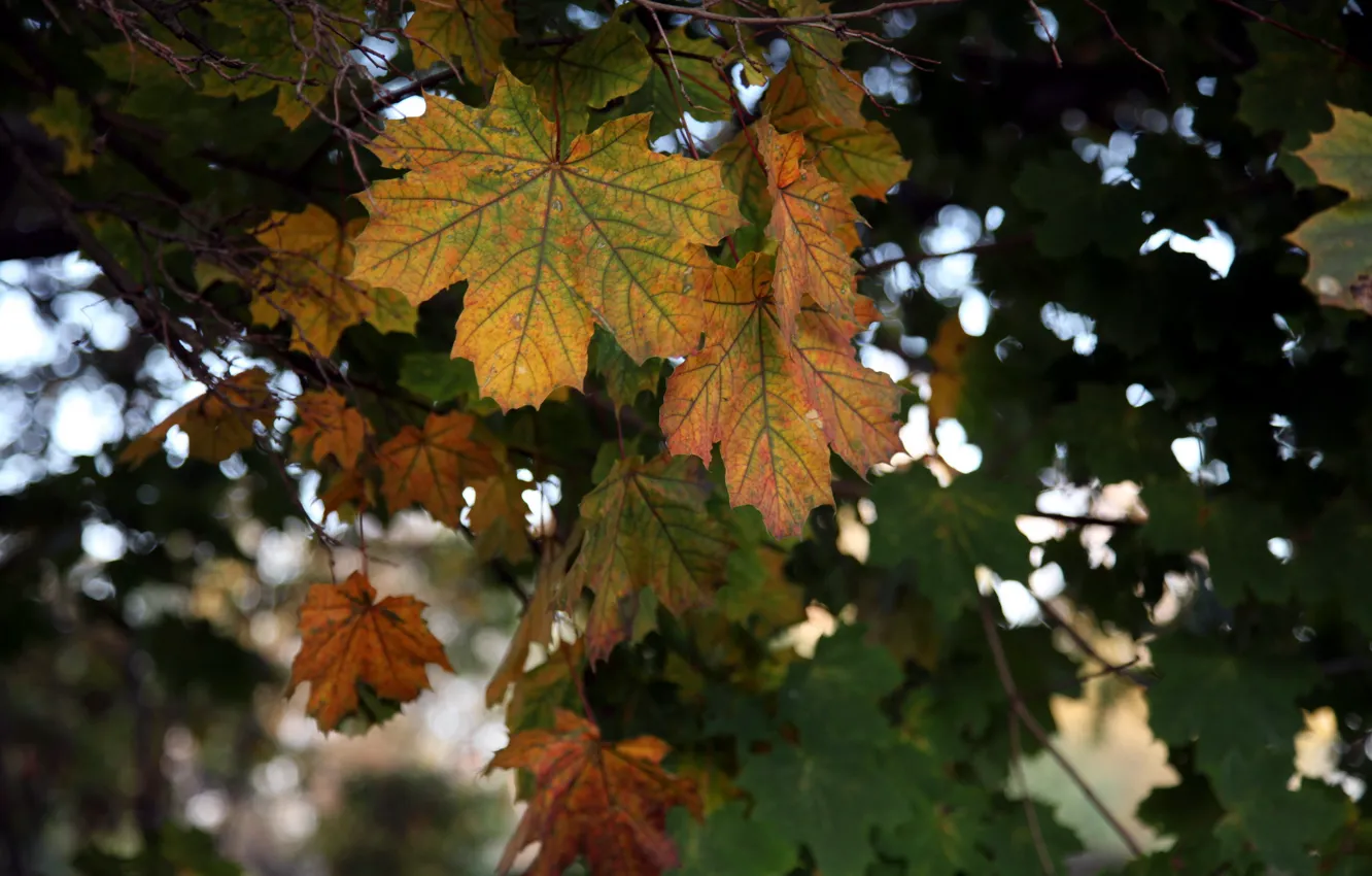 Photo wallpaper autumn, leaves, background