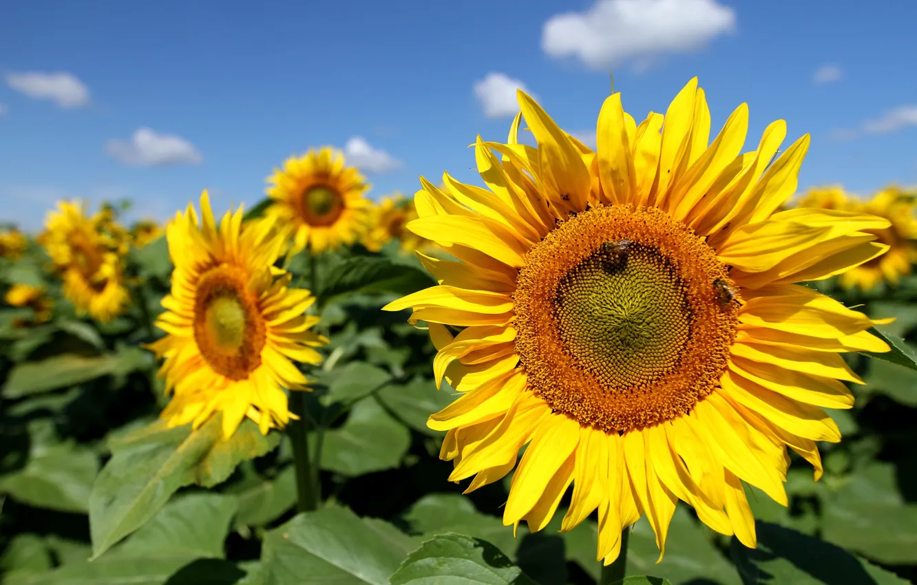 Photo wallpaper field, sunflowers, flowers, yellow, bee, sunflower, blue sky
