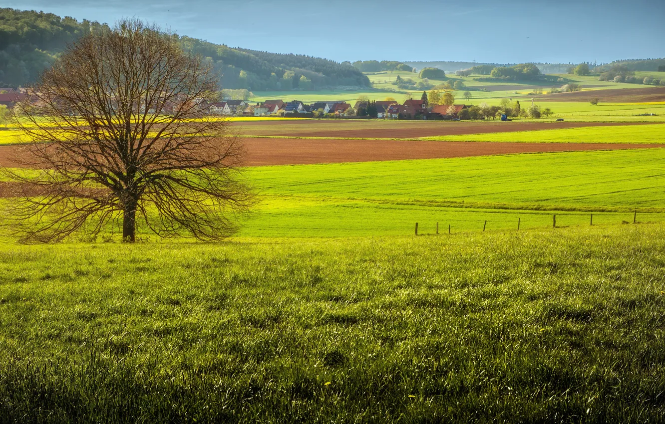 Photo wallpaper field, grass, trees, village, grass, fields, tree, village