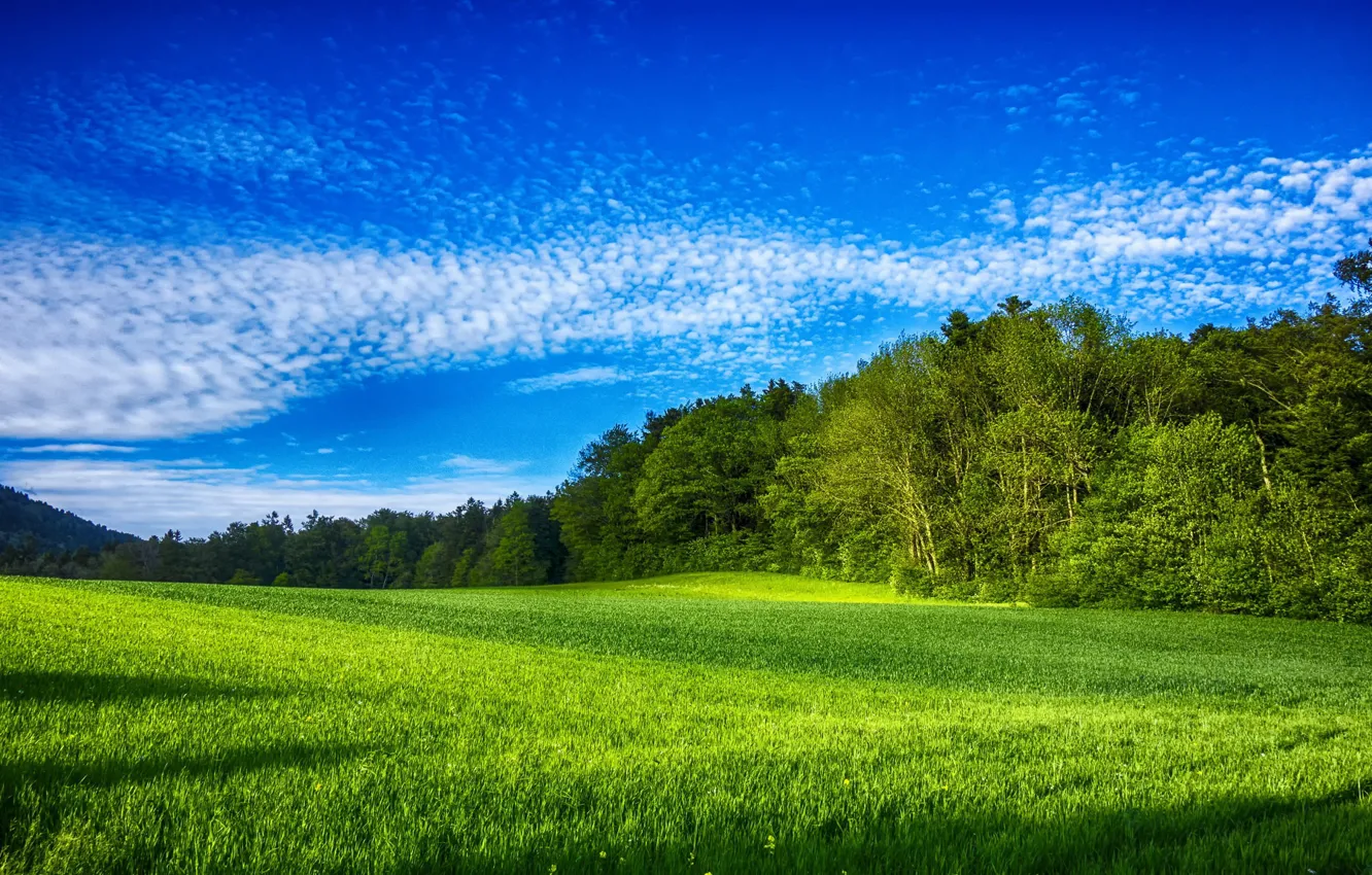 Photo wallpaper field, summer, the sky