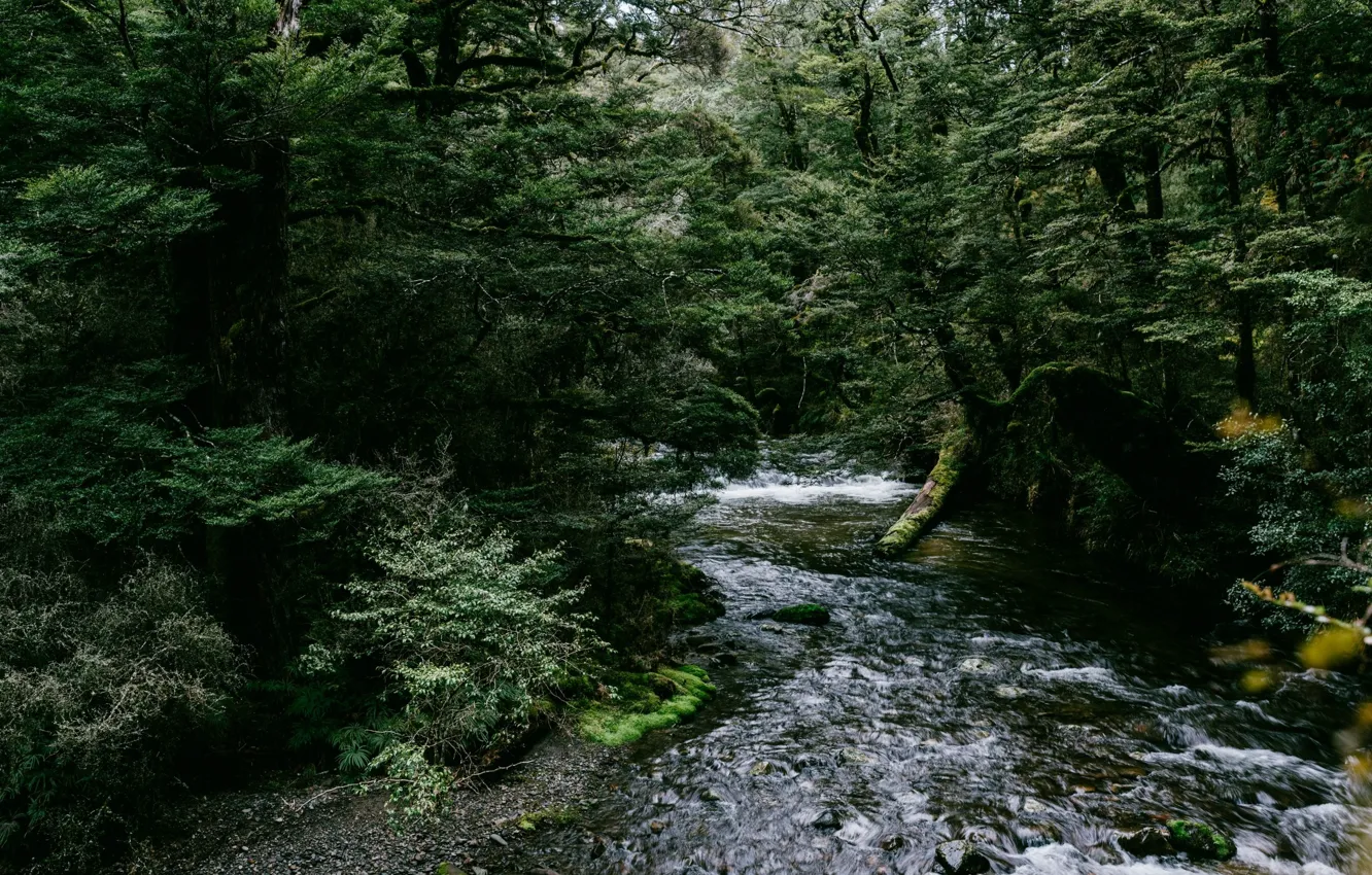 Photo wallpaper forest, water, trees, nature, river, Joshua Griggs