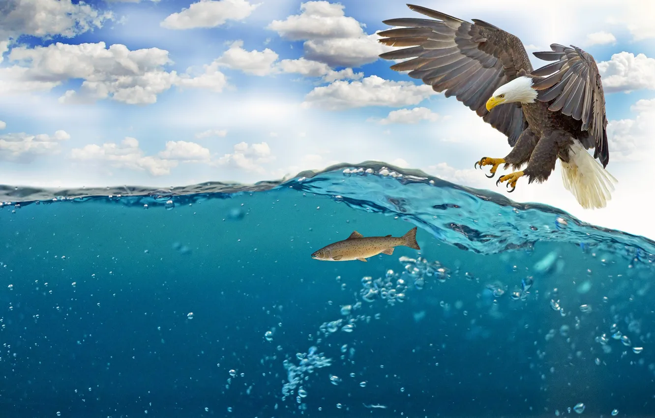 Photo wallpaper sea, the sky, water, clouds, bubbles, bird, wings, fish