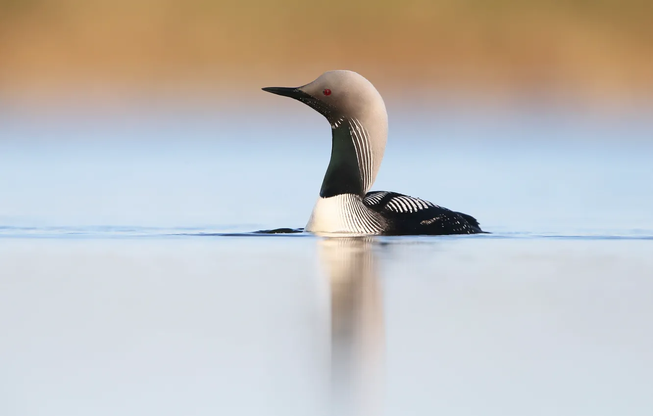 Photo wallpaper water, lake, bird