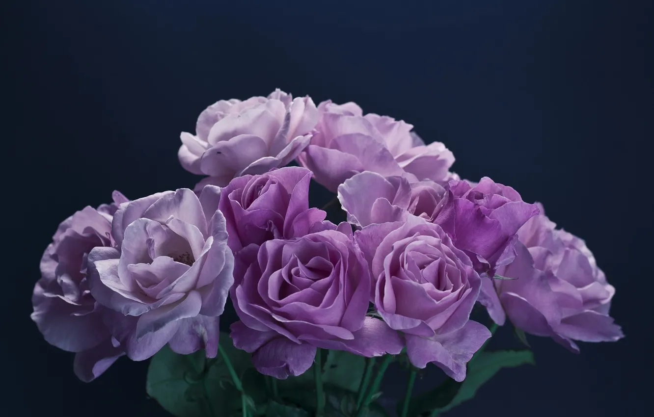 Photo wallpaper purple, flowers, roses, lilac