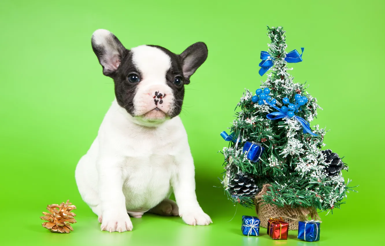 Photo wallpaper look, each, dog