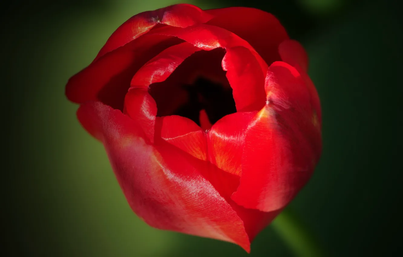 Photo wallpaper flowers, beautiful, air