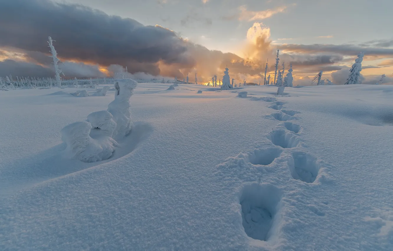 Photo wallpaper winter, field, forest, the sky, clouds, light, snow, traces
