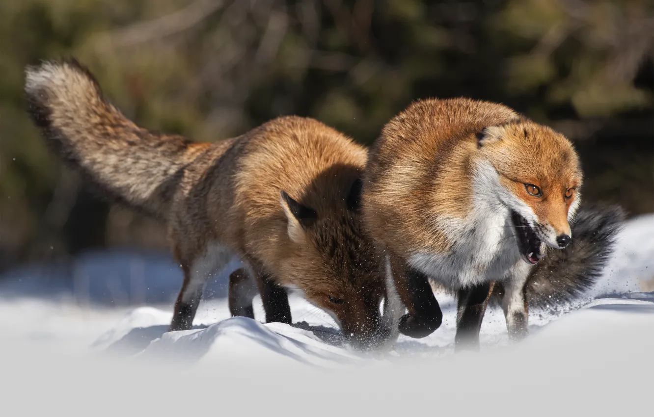 Photo wallpaper winter, light, snow, nature, the game, two, running, Fox