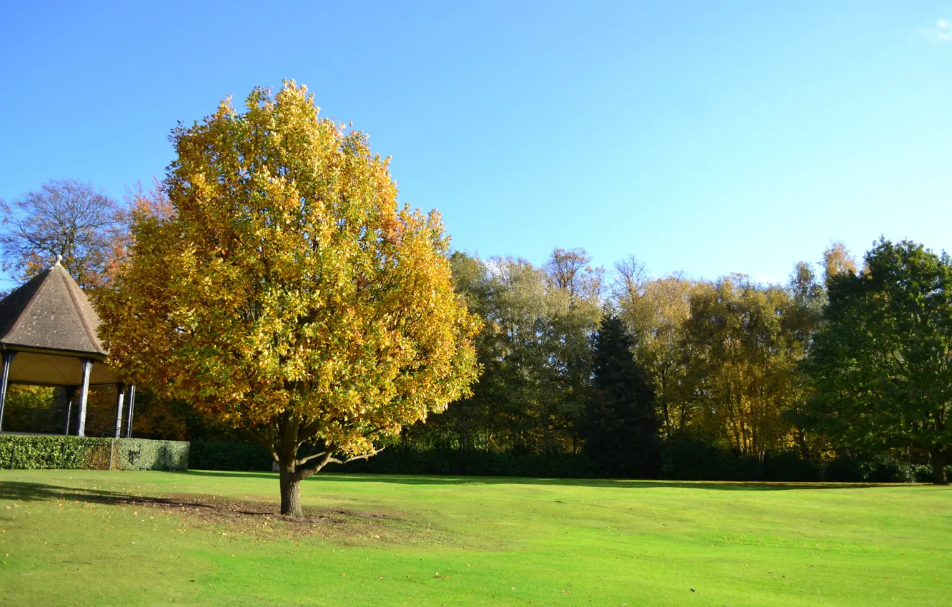 Photo wallpaper field, autumn, trees, gazebo, trees, field, autumn, tree