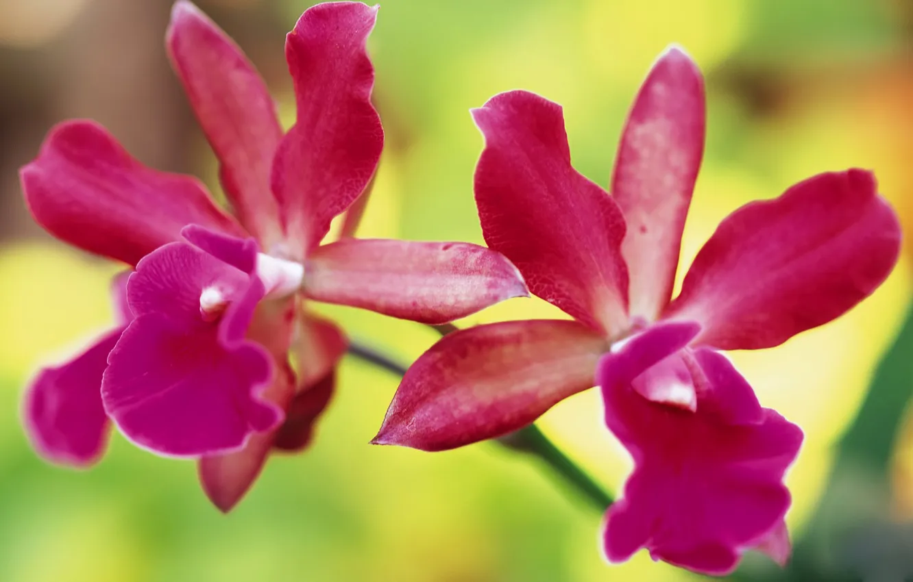 Photo wallpaper flowers, nature, petals