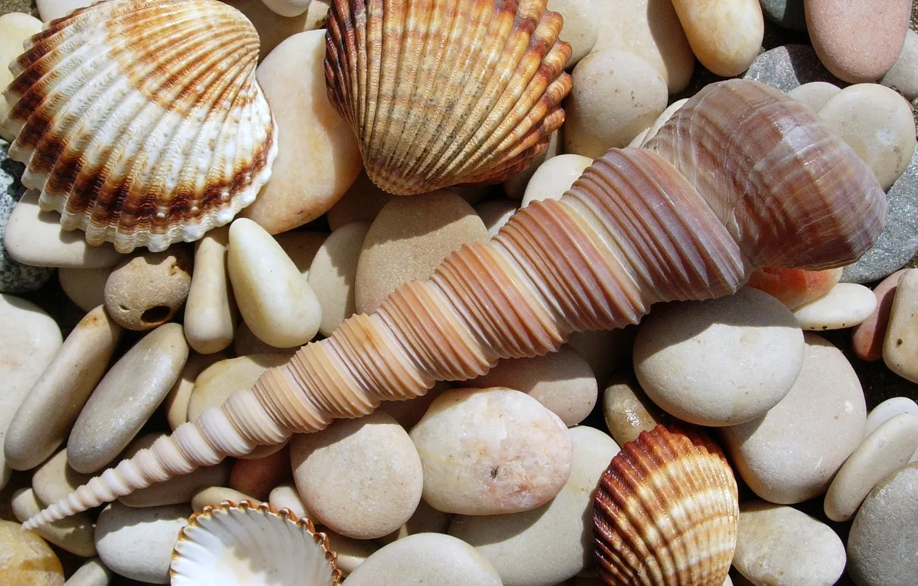 Photo wallpaper nature, stones, shell