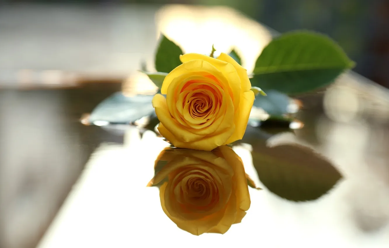 Photo wallpaper flower, reflection, rose, petals, yellow