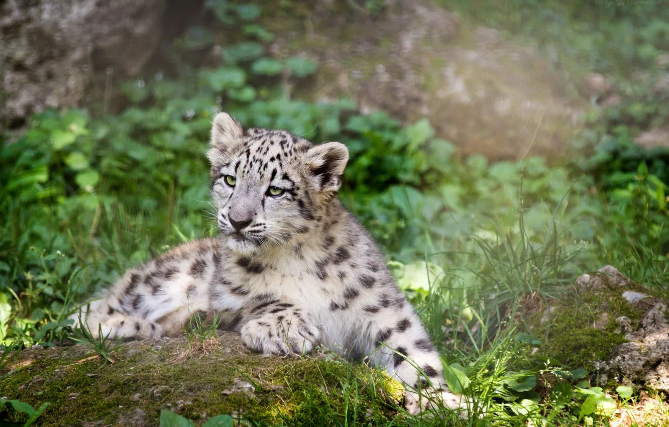 Photo wallpaper cat, grass, IRBIS, snow leopard, cub, kitty