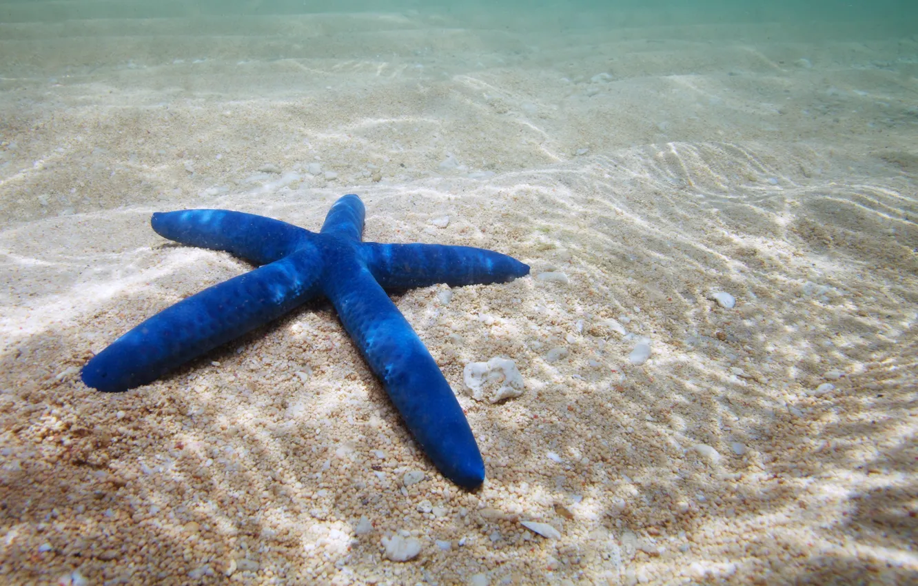 Photo wallpaper starfish, underwater, ocean, sand, starfish