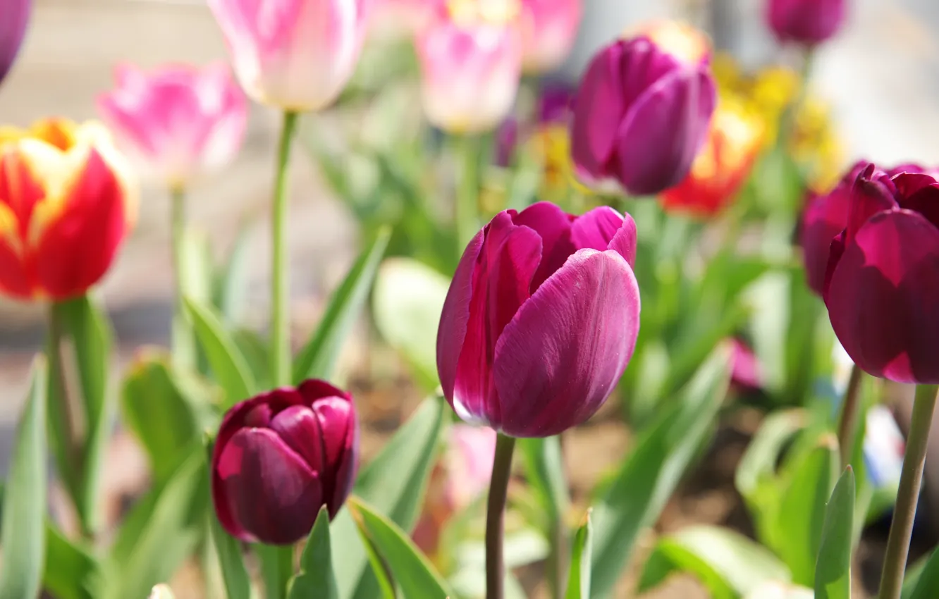 Photo wallpaper flowers, Tulip, spring, tulips, pink, flowerbed, bokeh