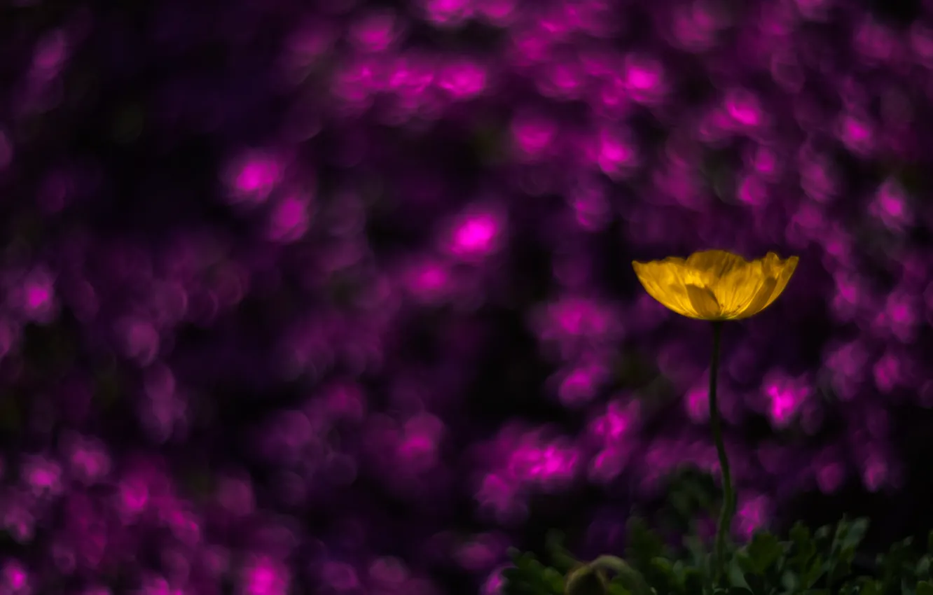 Photo wallpaper field, flowers, petals, meadow