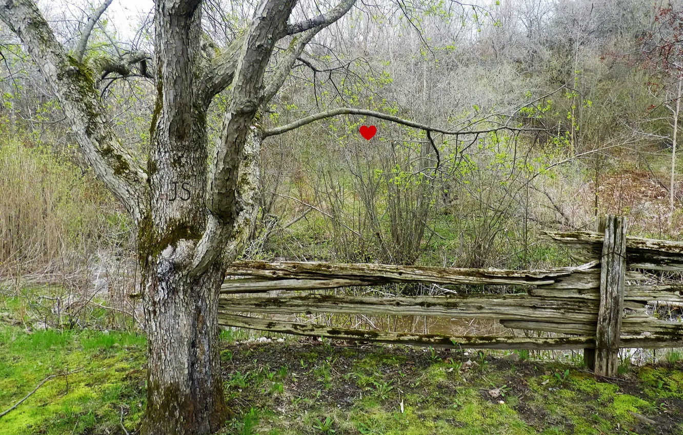 Photo wallpaper tree, heart, the fence
