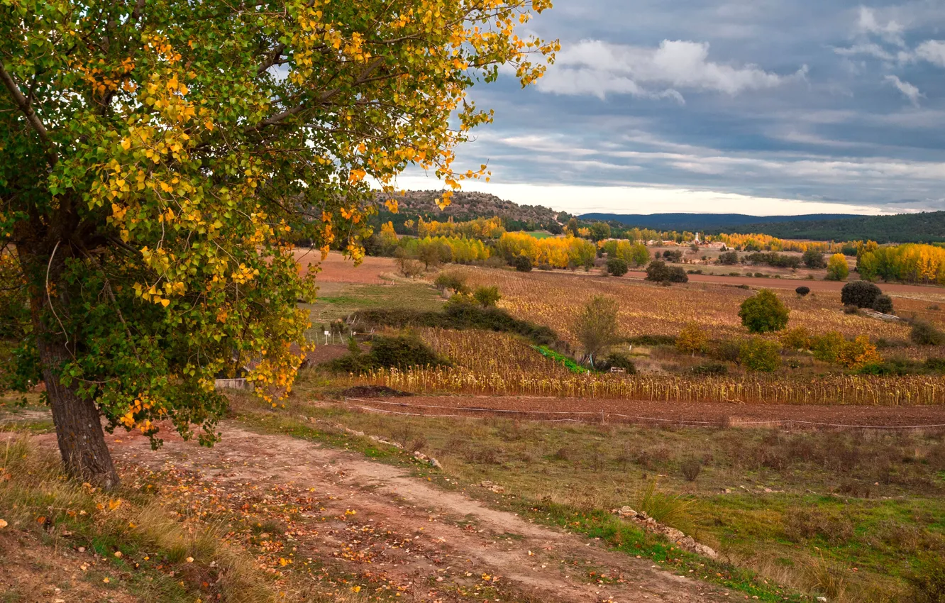 Photo wallpaper field, autumn, trees, Spain, Castilla la Mancha