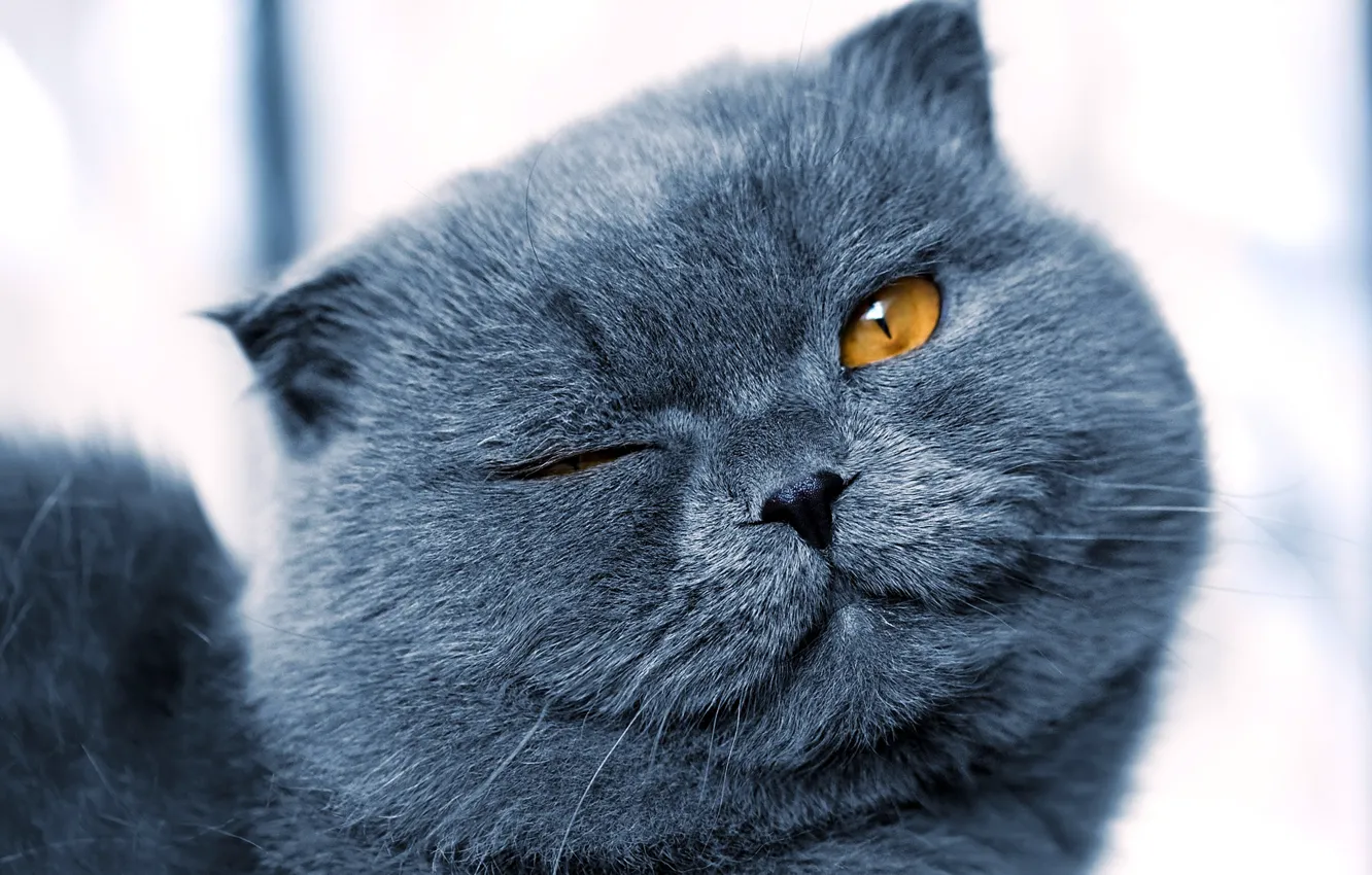 Photo wallpaper cat, close-up, muzzle, bokeh, winks
