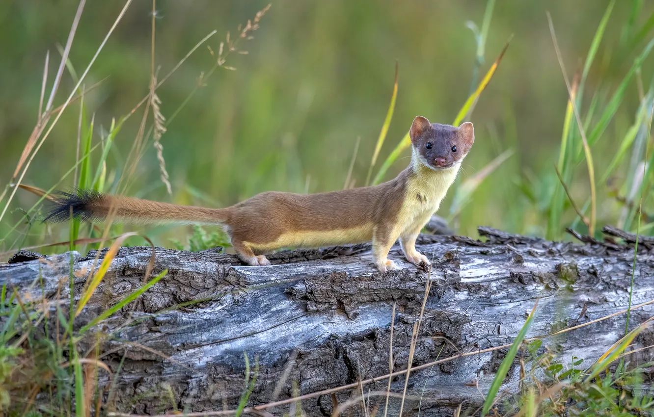 Photo wallpaper grass, look, nature, pose, weasel, log, face, ponytail