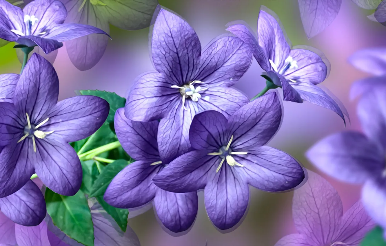 Photo wallpaper Flowers, blue, ringtones