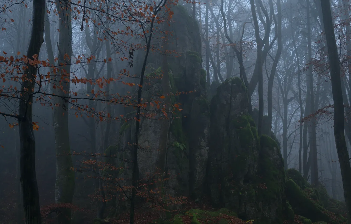Photo wallpaper forest, trees, nature, fog, rocks, moss, Niklas Hamisch