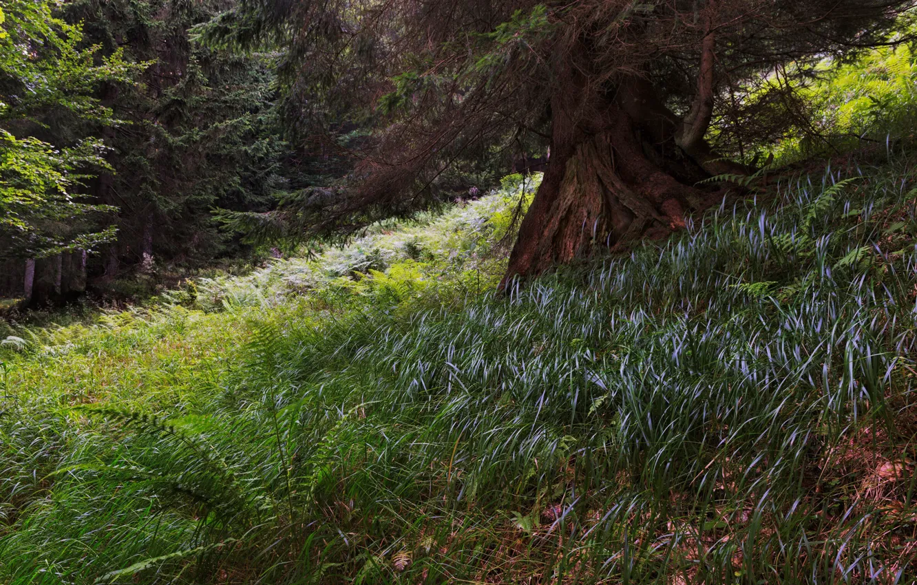 Photo wallpaper forest, grass, trees, branches, thickets, slope