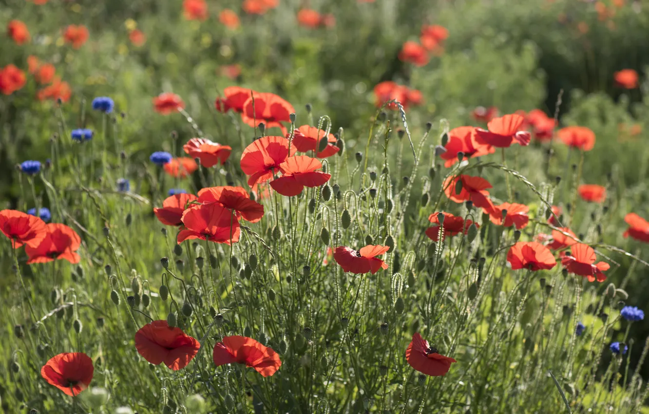 Photo wallpaper greens, summer, light, flowers, blue, red, glade, Maki